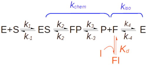 Scheme 2. Reaction scheme of iso-mechanism enzymes.