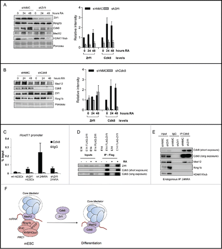 Figure 7. Zrf1 mediates the recruitment of Cdk8 to the Hoxd11 promoter. (A) Zrf1 displaces Ring1b from chromatin and facilitates Cdk8 recruitment. Chromatin from control or shZrf1 knockdown cells, either pluripotent or after RA administration was isolated and subjected to Western blotting and probed with the indicated antibodies. The relative intensities of Cdk8 and Zrf1 levels were quantified by using the ponceau intensity as reference and depicted as fold change to the 0 timepoint shNMC samples, +/− SEM, n = 3 (B) Knockdown of Cdk8 has no impact on Zrf1 recruitment to chromatin. Chromatin from control or shCdk8 knockdown cells, either pluripotent or after RA administration, was isolated and subjected to Western blotting and probed with the indicated antibodies. The relative intensities of Cdk8 and Zrf1 levels were quantified by using the ponceau intensity as reference and depicted as fold change to the 0 timepoint shNMC samples, +/− SEM, n = 3 . (C) Zrf1 controls the recruitment of Cdk8 to the Hoxd11 promoter during early differentiation. ChIPs were carried out with chromatin from nuclear extracts of wt and shZrf1 pluripotent and early differentiating mESCs utilizing Cdk8 antibodies or IgGs as control. Data are represented as a mean +/− SEM (n = 3). (D) Zrf1 interacts with Cdk8. Nuclear extracts from wildtype mESCs or mESCs stably expressing FLAG-Zrf1 were used in immunoprecipitations with FLAG antibodies. The precipitated material was subjected to Western blotting and incubated with the stated antibodies. (E) Zrf1 mediates the interaction of Cdk8 with Med12 during differentiation. Nuclear extracts from control or Zrf1 knockdown cells were used in endogenous IPs with Cdk8 antibodies. The precipitated material was subjected to Western blotting and incubated with the stated antibodies. (F) Proposed model for the transcriptional activation of Med12-Ring1b repressed genes. During pluripotency (mESCs) key developmental genes are repressed by PRC1 and Med12 probably also involving ncRNAs. During differentiation Zrf1 displaces PRC1 and recruits Cdk8 probably facilitating the assembly of the kinase module of Mediator.