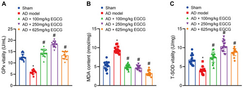 Figure 5 EGCG improves the antioxidant system and scavenges free radicals in AD rats. Sham-operated rats were used as controls, whereas AD rats were untreated or treated with 100 mg/kg EGCG, 250 mg/kg EGCG and 625 mg/kg EGCG. (A) GPx activity in rats. (B) MDA content in rats. (C) T-SOD activity in rats. *p < 0.05 vs sham-operated rats, #p < 0.05 vs AD rats. Data among multiple groups were checked by one-way ANOVA with Tukey’s post hoc test, n = 15.