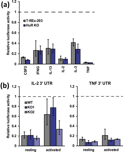 Figure 4. HuR does not regulate IL-2 and TNF levels through their 3′ UTR. (a) Activity of luciferase reporters containing cytokine mRNA 3′ UTRs measured in WT and HuR KO T-REx-293 cells, n = 2. (b) Activity of IL-2 and TNF 3′ UTR reporters in WT, HuR KO1 and HuR KO2 Jurkat cells in resting and activated states, n = 3. Renilla luciferase activity was normalized to co-expressed firefly luciferase activity and to empty (no 3′ UTR) control reporters
