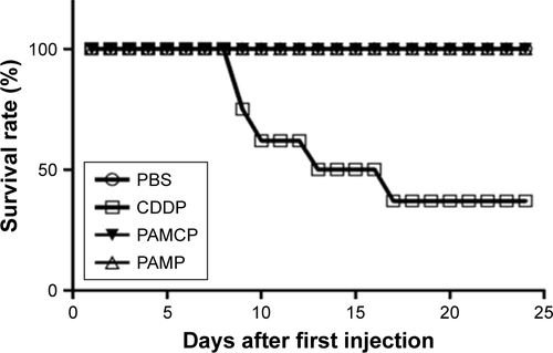 Figure S5 The nude mice survival rate after the injection of PAMCP.Notes: Nude mice bearing the HeLa cells were divided into 4 groups (n=10) and received free PBS, PAMP, CDDP, and PAMCP, respectively. The mice survival rate was detected and recorded each day. P8, peptide with sequence CHAIYPRH.Abbreviations: CDDP, cisplatin; PAMP, PGA-Asp–maleimide-P8; PAMCP, PGA–Asp–maleimide–cisplatin–peptide complex; PGA, poly-γ-glutamic acid.