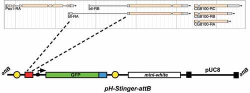 Figure 1. A direct-drive btl-nGFP reporter construct. A 3.3 kb region corresponding to the second intron of the btlA mRNA isoform was inserted into the pH-Stinger-attB vector for fly transformation. This region corresponds to the only large non-coding sequences within the btl locus. The pH-Stinger-attB construct is shown below in a linearized format with the attB sequences at the ends, representing its structure upon insertion into the Drosophila genome. The two gypsy transposon insulator elements (yellow), multiple cloning site (red), minimal promoter (black arrow), GFP reporter gene (green, GFP), nuclear localization signal (blue), mini-white marker gene (white), P element ends (black), and bacterial pUC8 plasmid are shown.