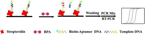 Scheme 1. Schematic illustration of the developed aptamer-based ultrasensitive Bisphenol A detection via RT-qPCR technology.