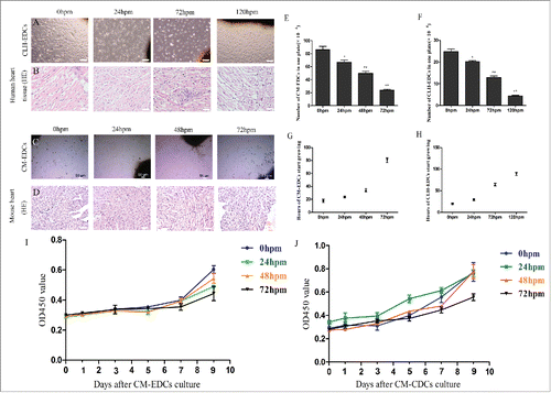 Figure 1. Viability of human and mouse cardiosphere-derived cells (CDCs) post mortem. Human heart and mouse cadaver tissue were plated at 4° C, and removed at different time points for HE staining and for culturing CDCs. Hearts of mice were fixed with 4% paraformaldehyde, and then were paraffin-embedded and cut transversely into sections. These sections were stained with hematoxylin and eosin (HE). (A-D) Representative images of CLH-EDCs (A) and CM-EDCs (C) after 8 d in culture, and representative HE staining images of human (B) and mouse (D) heart (C scale bar = 50 µm; A, B, D scale bar = 100 µm). (E and F) Representative CM-EDCs (E) and CLH-EDCs (F) were harvested from autopsy specimens on one plate. (G and H) Representative time of CM-EDCs (G) and CLH-EDCs (H) growth from autopsy specimens. (I and J) Representative proliferation of CM-EDCs (I) and CM-CDCs (J) were determined by CCK-8 every 2 d for 9 d.