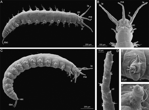 Figure 2.  16-chaetiger larva of Mooreonuphis stigmatis: (A) dorsal view; (B) prostomium, dorsal view; (C) lateral view; (D) median antenna; (E) parapodium of the third chaetiger; (F) dorsal cirrus of the third parapodium. cil, ciliae; dac, dorsal anal cirrus; dc, dorsal cirrus; la, lateral antenna; ma, median antenna; n, notochaeta, ng, nuchal groove, p, palp; pc, peristomial cirrus; pso, parapodial sensory organ; vac, ventral anal cirrus; vc, ventral cirrus.
