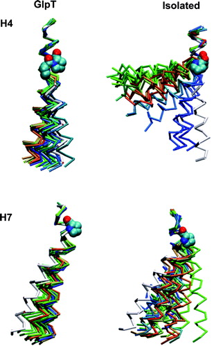 Figure 6.  Snapshots from the simulations of two of the proline-containing helices (H4 and H7). In each case 20 equally spaced (in time) snapshots are shown over the course of the simulation. The colour of the snapshots are on the RGB scale, where red is at the start of the simulation, blue is at the end of the simulation and white is the crystal structure helix.