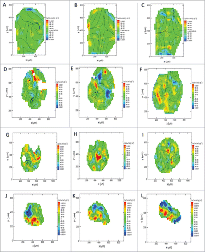 Figure 8. Tissue flow-field analysis of morphogenetic movements in avian gastrula. Tissue flow-field analysis showing the velocity stream lines overlaid on divergence contour maps in the whole embryo at a representative time-lapse transition during the early (A), intermediate (B) and late (C) gastrula stages. Note the predominant divergent forces driving anteroposterior elongation of the embryo (B & C). Similar morphogenetic maps are shown for the anterolateral (D – F), posterolateral (G – I), and node (J – L) tissue explants. Foci of positive divergence (red, orange and yellow) propel expansion of lateral tissue at the periphery (F & I). Foci of convergence (blue) and divergence (red, orange and yellow) elongate the nodal explant (J – L). The white-out regions are areas where no reliable vectors could be computed. Zero values for divergence are indicated by dashed lines over the contour maps. Positive values for divergence on the heat maps signify locally expanding tissue flow within explants.