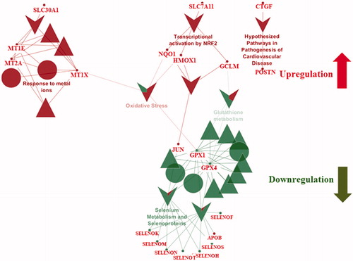 Figure 7. Reactome and wikipathway analysis of endothelial cells exposed for 48 h to 50 nm AgNPs. Pathways and proteins shaded in red are upregulated and pathways shaded in green are downregulated respectively. ▲ symbol represents reactome reactions. ● symbol represents reactome pathways. ▼ symbol represents wikipathways.