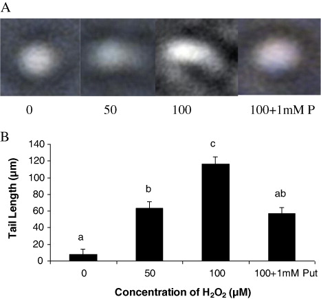 Figure 2. Damage of the nuclei studied by (A) comet assay and (B) comet tail length under different concentration (0, 50, 100 µM) and 100µM of H2O2 supplemented with 1 mM putrescine (100 µM + 1 mM Put).