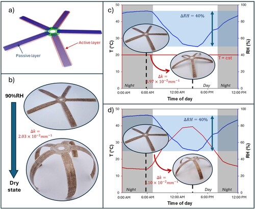 Figure 8. (a) Printing path of THBC bilayer assembly. (b) Representation of the actuation potential of the THBC over the full range of relative humidity at 20°C. (c) Representation of the actuation of a THBC subjected to daily relative humidity variations at a constant temperature (not representative of a real environmental loading scenario). (d) Actuation of a THBC subjected to the same daily relative humidity variations, but with temperature variation considered. The temperature considered includes the outside temperature as well as heating induced by solar irradiance.