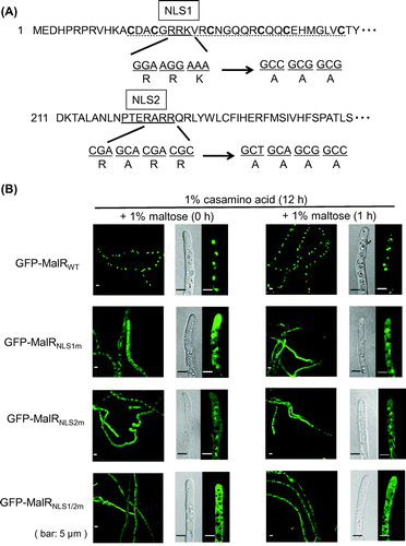 Figure 3. The subcellular localization of the wild-type and NLS-mutated MalR proteins. (A) Strategy for mutations in NLS1 and NLS2 in the MalR protein. Conserved cysteine residues in the Zn2Cys6 finger motif region (dotted underline) are indicated in bold. (B) GFP fluorescence of the wild-type and NLS-mutated GFP-MalR after the addition of sugars with thiamine. The hyphae grown in liquid MM with 1% casamino acid as the sole carbon source for 12 h at 30 °C were dipped in fresh MM containing 1% maltose with thiamine at a final concentration of 10 μM. The microscope images were obtained with a confocal laser fluorescence microscope at a magnification of 1,000×(mycelium) or 3,000×(hyphal tip).