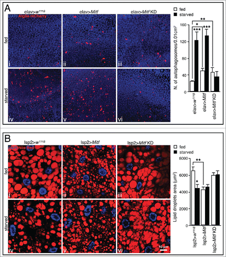 Figure 4. Mitf regulates autophagy activation and lipid breakdown. (A) Orthogonal projection of z-stacks confocal microscopy images of UAS-Atg8a-mcherry (red) and DAPI (blue) in fed and starved adult brain isolated from control flies and flies in which Mitf is either overexpressed or downregulated using the pan-neuronal driver (elav-GAL4). Graph shows means of number of autophagosomes per 0.01 cm2 area. (B) Confocal microscopy images of Nile red staining (red) and DAPI (blue) on fat body tissue isolated from fed and starved control larvae and larvae in which Mitf is either overexpressed or downregulated using the fat body driver (lsp2-GAL4). Graph shows means of lipid droplet areas. Experiments were performed in triplicate and error bars represent SEM. *, P < 0.05; **, P < 0.005; ***, P < 0.0005 by the Student t test.