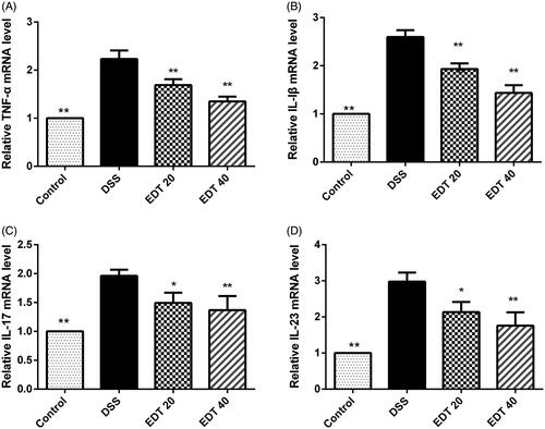 Figure 3. The EDT treatment suppresses the increased expression of pro-inflammatory cytokines in mice with DSS-induced colitis. The effect of EDT on TNF-α (A), IL-1β (B), IL-17 (C), and IL-23 (D) levels in colon tissues was measured using RT-PCR. All data are presented as means ± S.D. (n = 6). DSS: dextran sulphate sodium; EDT: eriodictyol; *p < 0.05 and **p < 0.01 compared with the DSS model group.