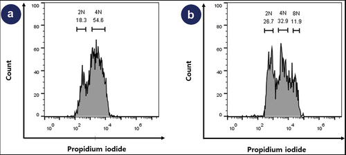 Figure 4. Result of DNA contents of Beas-2B. Flow cytometry analysis for cell cycle (a) control human IPSc cells. (b) Beas-2B cell line. Beas-2B cell line contains 59.6% the proportion of 2N and 4N, and 40.4% the proportion of abnormal karyotypes including 8N (11.9%).