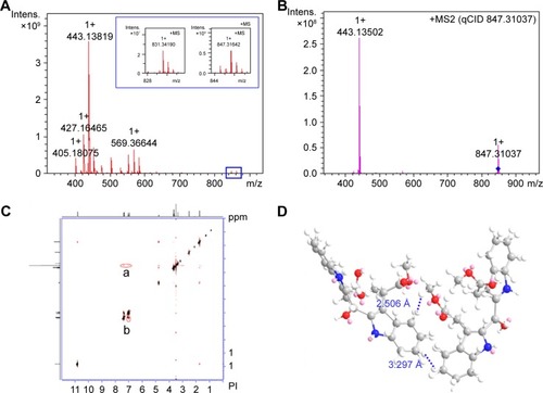 Figure 1 FT-ICR-MS, qCID and NOESY 2D NMR spectra of DEBIC.Notes: (A) FT-ICR-MS spectrum gives the ion peaks of dimer and monomer; (B) qCID spectrum: in FT-ICR-MS condition dimer forms monomer; (C) NOESY 2D NMR gives two cross-peaks; (a) Is from the interaction of the H of the methylester in one molecule and the H of the indole in another molecule; (b) is from the interaction of the H of indoles in two molecules. (D) boat-like energy-minimal-conformation of dimer.Abbreviations: DEBIC, dimethyl 2,2′-[2,2′-(ethane-1,1-diyl)bis(1H-indole-3,2-diyl)]diacetate; Intens., Intensity; MS, mass spectrometry; NMR, nuclear magnetic resonance; NOESY, nuclear overhauser effect spectroscopy.