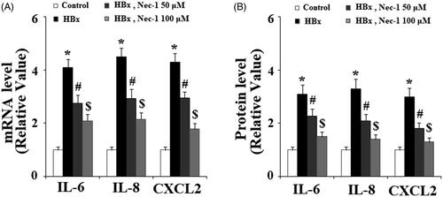 Figure 4. The RIP1 inhibitor necrostatin-1 (Nec-1) reduced HBx-induced expressions and secretions of IL-6, IL-8, and CXCL2. LO2 normal hepatocytes were transfected with HBx-encoding plasmid. 24 h later, cells were treated with Nec-1 at the concentration of 50 and 100 μM for another 24 h. (A) Expression of IL-6, IL-8, and CXCL2 at the mRNA levels was determined by real-time PCR analysis. (B) Expression of IL-6, IL-8, and CXCL2 at the protein levels was determined by ELISA assay (*, #, $, p < .01 versus the previous column group).