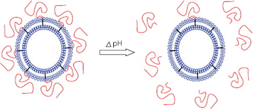 Scheme 1. pH-sensitive liposomes following the change of pH value.