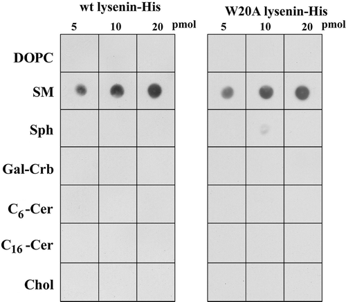 Figure 1.  Selective recognition of sphingomyelin by wt and W20A lysenin-His. Interaction of the proteins with various lipids was examined using a protein-lipid overlay assay. Indicated amounts of lipids were spotted onto nitrocellulose and exposed to 3 µg/ml of wt or W20A lysenin-His and anti-His IgG-peroxidase. Immunoreactive spots were revealed by chemiluminescence. DOPC, dioleoyl phosphatidylcholine; SM, sphingomyelin, Sph, sphingosine; Gal-Cer, galactocerebrosides; Cer, ceramide; Chol, cholesterol. A representative of five experiments is shown.