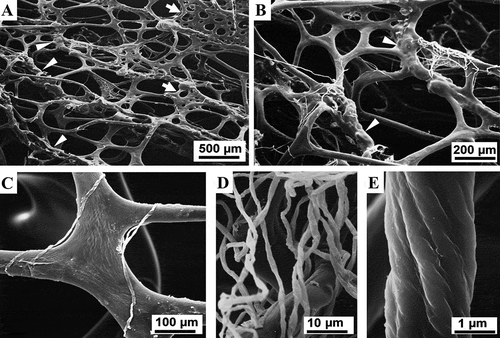 Figure 5. Sarcotragus spinosulus. SEM photo-micrographs of fibrous and filamentous skeletal network. (A). Main ascending, more or less parallel, primary fibres with linear tracts, nodular tracts (arrowheads), and cribrose plates (arrows) joining with thinner secondary fibres (see Figure 2 C, 7 A-B). (B). Nodular tracts (arrowheads) of primary fibres joining with trabecular cribrose plates and thinner secondary fibres (see Figure 6–7). Single, white filaments deriving from dissolved filamentous bundles are also present. (C). Fibres joined by fibrous cribrose plates. Single filaments deriving from dissolved filamentous bundles are also visible. (D-E). Filaments (dissociated) with surface highlighting wrapping and substructural architecture