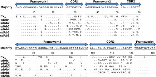 Figure 4 Amino acid sequences of six representative sdAbs against SIV-NP were aligned with human VH.Abbreviations: sdAbs, single-domain antibodies; SIV, swine influenza virus; NP, nucleoprotein; VH, antibody heavy chain variable region.