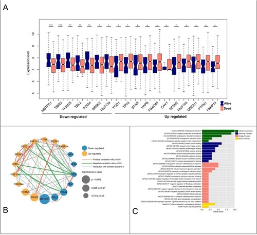 Figure 2. Differential analysis ER-stress-related genes and network construction. (A) Violin plot of 18 ER-stress-related genes between survival and death groups; (B) Significantly differentially expressed ER-stress-related genes integrated network; (C) Histogram of BP, CC, MF and KEGG signaling pathways with significant gene correlation in the comprehensive network.