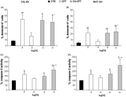 Figure 3. Proportions of Annexin-V-positive cells and levels of caspase-3 activity after CPT or CN-CPT treatment. Annexin-V-positive cells (A, B) and caspase-3 activity (C, D) was evaluated in CAL-62 (A, C) and BHT-101 (B, D) cells cultured for 48 h in the presence or absence of CPT or CN-CPT. CPT and CN-CPT were replenished every 24 h (48 h culture: 24 + 24 h) without changing the culture medium. Results are expressed as % of Annexin-V-positive cells and relative caspase activity %, calculated as result displayed by each treatment/the results displayed by untreated cells (n = 5). §p < 0.05; §§p < 0.01, significantly different from untreated cells; *p < 0.05; **p < 0.01, significantly different from treated cells at the same drug concentration.