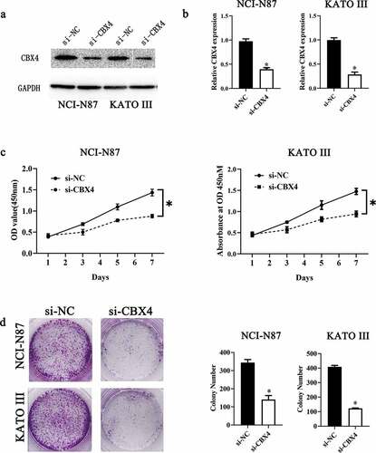 Figure 7. CBX4 exerts a promotive effect on GC cell growth in vitro. (a, b) NCI-N87 and KATO III cells were transfected with either si-LINC00265 or si-NC. At 48 h post-transfection, the cells were collected and, then, subjected to western blotting and RT-qPCR analysis for transfection efficiency evaluation. (c) The CCK-8 assay showed a change in proliferation of CBX4-knockdown NCI-N87 and KATO III cells. *P < 0.05 vs. group agomir-NC. (d) NCI-N87 and KATO III cells were treated with either agomiR-144 or agomir-NC. After the transfection, Colony formation assays were carried out. *P < 0.05 vs. group agomir-NC