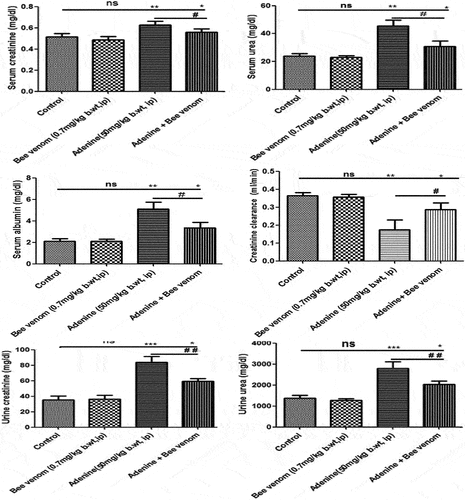 Figure 4. Concentrations of serum and urine urea and creatinine, serum concentration of albumin, and creatinine clearance in control and treated mice with adenine alone (50mg/kg body weight, IP) for four weeks, Bee venom (BV) alone (0.7mg/kg body weight, IP) for seven, and Adenine + Bee venom, BV was injected for 7 days after CKD induction. Error bars represent the error of the means. *p<0.05, **p< 0.01 and ***p<0.001 versus control group. #p< 0.05,  ##p< 0.01  versus adenine group.