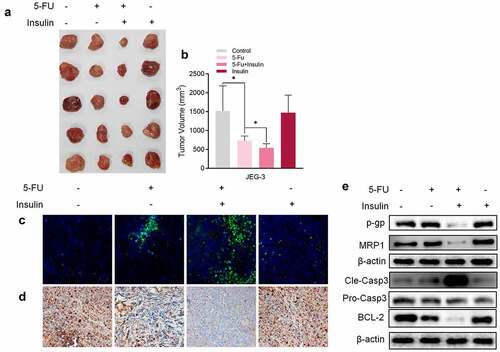 Figure 2. Insulin sensitizes choriocarcinoma cells to 5-FU in vivo. (a) Representative images of xenograft tumors isolated from nude mice in the different groups. (b) Tumor sizes in different groups. (c) TUNEL assay of xenograft tumors tissue. (d) Immunohistochemistry of Ki-67 in xenograft tumors tissue. (e) Western blot analysis showing protein expression levels of p-gp, MRP1, cleaved caspase-3, pro caspase-3, and BCL-2 in xenograft tumor tissue. β-Actin was used as the internal reference. Data are expressed as mean ± SEM (n = 5; *p < 0.05)