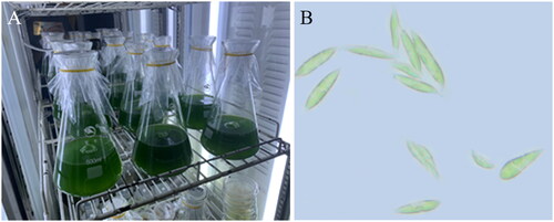 Figure 1. Propagation of the algal strain ITBB-AG6 (A) and its morphology (B). The alga from wild environments is single-celled and straight, long, olive-shaped, or oval under certain culture conditions. The photos were taken by Yiliang He.