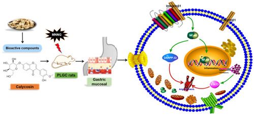 Figure 10 Summary of the molecular effects of calycosin. Calycosin protected gastric mucosa by regulating the integrin β1/NF-κB/DARPP-32 pathway and decreasing STAT3 expression in MNNG-induced PLGC rats. The green arrow represents the promotion, and the red arrow represents the direction of the final result.