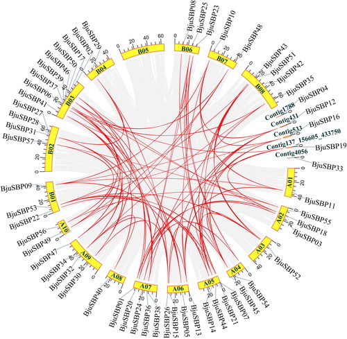 Figure 4. Analysis of the successive duplications of the SBP-box genes in the mustard genome. Among them, 18 chromosomes and four contigs were arranged in a circle with a single color. The gray line connected a pair of duplicate genes generated by doubling the genome. The red line connecting the chromosomes represented the syntenic region of the BjuSBP genes.