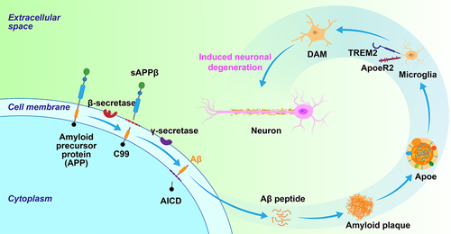 Figure 3 In Alzheimer’s disease, microglia phagocytosis clears Aβ aggregates. This protective mechanism involves microglial activation in the DAM state, determined by TREM2, assisted by apoE. Eventually, it acts on neurons and causes neuronal degeneration.