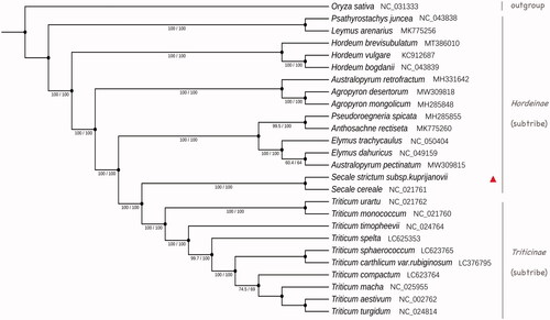 Figure 1. Revealing phylogenetic relationship of Secale strictum subsp. kuprijanovii in the tribe Triticeae based on a maximum-likelihood phylogenetic tree with SH-aLRT support value/ultrafast bootstrap support value shown on each node.