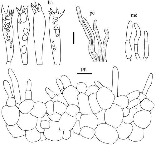 Figure 11. Microscopic features of Lactifluus luminosus sp. nov. All scale bars = 10 µm. Horizontal scale bars are for pileipellis and vertical scale bars are for other microscopic features.