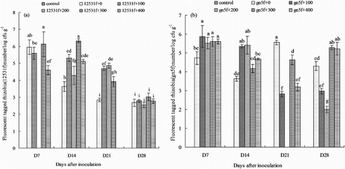 Figure 1. Fluorescent tagged rhizobia (12531f and gn5f) population number in alfalfa seedling roots with the addition of different matrine levels after roots inoculation. (a) population number of 12531f; (b) population number of gn5f. control: inoculated with sterile distilled water, 12531f + 0 to 12531f + 400: 0 mg L−1 to 400 mg L−1 matrine added into 12531f, gn5f + 0 to gn5f + 400: 0 mg L−1 to 400 mg L−1 matrine added into gn5f, respectively. Each value is the mean of three tissue sample replicates plated on TY media and vertical bars give standard errors (SE) of the means. Different lowercase letters indicating that the mean are statistically different according to the Duncan test (P  <  0.05).