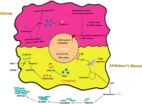 Figure 2 Mechanisms of overlapping fragments in cancer and Alzheimer’s disease. Cyclin D1 endorses tau phosphorylation in presence of GSK3β (which is again dephosphorylated by PP2A), and induces apoptosis through a Caspase-3-mediated pathway. Reduced activity of SOD and GR tend to increase ROS production, which causes a conformational change in p53 by unfolding it. This unfolded p53 is also observed in Alzheimer’s disease. Mutant p53 decreases the expression of NQO1 and HO-1, the ROS- detoxifying enzymes, and thus induces ROS production. LMW cyclin E forms a complex with CDK2 in the cytoplasm, and activates oncogenic functions like cell invasion and metastasis. APP produces Aβ proteins, Aβ fibrils and plaques.