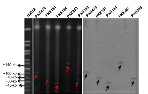 Figure 5 S1 PFGE and Southern blot of blaNDM-1 harboring strains. H9812 is a molecular size marker. PKE470 isolate have 100-kb plasmid, PKE131 isolate have 70-kb plasmid, PKE134 isolate have 45-kb plasmid, PKE263 isolate have 140-kb plasmid, and PKE303 isolate have 60-kb plasmid. The red arrows represent plasmids on PFGE gel. Black arrows represent plasmids on nylon membrane.