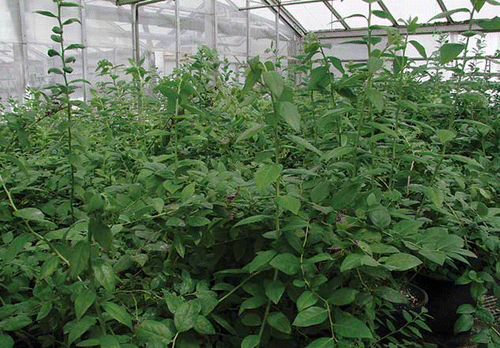 FIGURE 1 Three-year-old transgenic and non-transgenic blueberry plants cv. Legacy in the greenhouse (color figure available online).