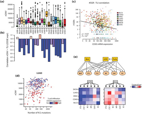 Figure 1. Chromosomal instability (CIN) correlates with reduced T-lymphocyte infiltration (TLI) in human cancers. a) The distribution of CIN scores (nCNV) across human cancers. b) Correlation of CIN scores with TLI, as measured by the mRNA expression of CD3E in the bulk tumor, in the respective cancres (Spearman’s ρ values shown). c) Correlation of the number of structural genomic rearrangements (SGR) in each tumor sample sample with TLI. SGRs were identified from the whole-genome sequencing studies by a prior study.Citation16 d) A plot of non-synonymous (N.S.) mutation burden and nCNV values in lung adenocarcinoma (LUAD) samples. Each point represents a tumor sample, and its coloring reflects TLI according to the color key. e) Top: the diagram of the SEM model tested. MAF (macrophage), CTL (cytotoxic CD8 + T-cells), CTL* (active CTLs), BC (B-cells), CAF (tumor fibroblasts) and EC (endothelial cells) were defined as latent variables, and the mutational load, nCNV and tumor purity were used as predictors (exogenous variables) to predict their individual partial effects on each of the latent variables (also see Supp. Figure 3A). Bottom: heatmaps showing partial effects (z-scores) of nCNV and mutational burden on each of the factors in the indicated cancers. Red: significant positive impact, Blue: significant negative impact. A z-score of |1.96| corresponds to a p-value of 0.05, so one would expect the pairs that are <-2 or >2 to be significant at P < .05 in this heatmap. The abbreviations of TCGA cancer types are explained in Supplementary Table 1.