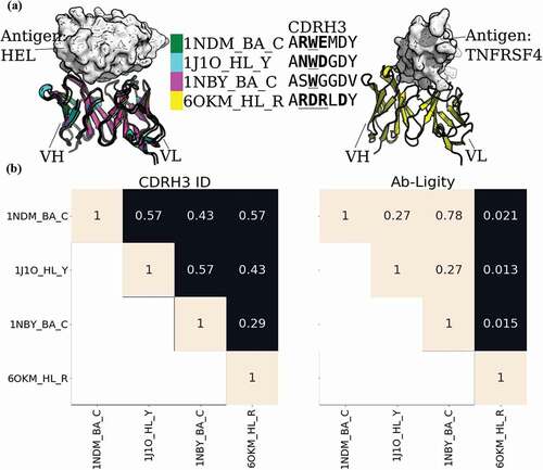 Figure 1. Analysis of anti-lysozyme (HEL) antibodies with dissimilar CDRH3 sequences and highly similar epitopes