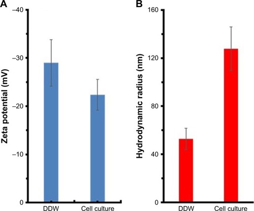 Figure 12 (A) Zeta potential of MgO NPs in DDW and cell culture medium; (B) hydrodynamic radius of MgO NPs in the DDW and cell culture medium.Abbreviations: MgO NPs, magnesium oxide nanoparticles; DDW, double distilled water.