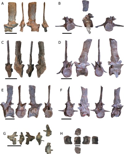 FIGURE 7. Caudal vertebrae from Mystriosuchus alleroq, sp. nov. A, NHMD-916785 (right, anterior, left, posterior views); B, NHMD-916787 (anterior, left, posterior views); C, NHMD-916790 (anterior, left, posterior, right views); D, NHMD-916788 (anterior, right, posterior, left views); E, NHMD-916786 (right, anterior, left, posterior views); F, NHMD-916789 (anterior, right, posterior, left views); G, neural arch NHMD-916791 (right, posterior, left, anterior, dorsal, and ventral views); H, distal vertebra NHMD-916792 (right, ventral, left, dorsal, anterior, and posterior views). Scale bars: A–G equal 5 cm, H equals 1 cm.
