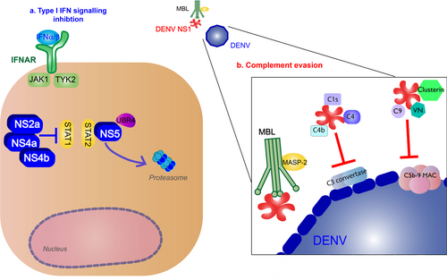 Fig. 5 DENV inhibition of type I IFN response and complement pathways.a Type I IFN signaling inhibition (blue): NS2a, NS4a, and NS4b complex inhibit signal transducer and activator of transcription 1 (STAT1) signaling after IFNα/β receptor activation. NS5 will cause proteasomal degradation of STAT2 by binding with the host ubiquitin protein ligase E3 component N-recognin 4 (UBR4). b Complement evasion (red): NS1 hexamer inhibits the formation of the classical pathway C3 convertase by binding to C4, C1s, and C4b. NS1 inhibits neutralization by the mannose-binding lectin (MBL) pathway by binding to MBL. NS1 blocks membrane attack complex (MAC) formation by binding to complement regulators vitronectin (VN), C9, or clusterin (Clu)