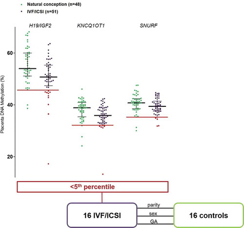 Figure 1. Flowchart. From our precedent study [Citation18], we selected the patients from IVF/ICSI group who presented with below the 5th percentile of percentage methylation for at least one of the studied DMRs (H19 DMR, KCNQ1OT1 DMR and SNURF). The 16 selected patients were then matched for 16 controls from the natural conception group for parity, newborn's sex, and gestational age at delivery