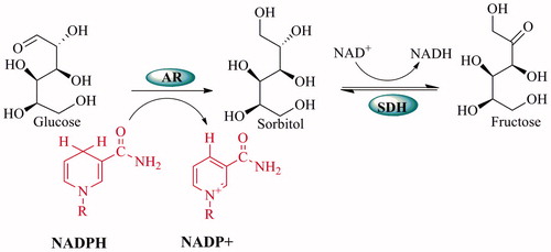 Figure 1. Mechanism of the polyol pathway.