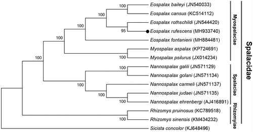 Figure 1. Maximum-likelihood (ML) phylogenetic tree of Eospalax rufescens and the other 12 species of Spalacidae using Sicista concolor as an outgroup. The number around each node indicates the ML bootstrap support values.