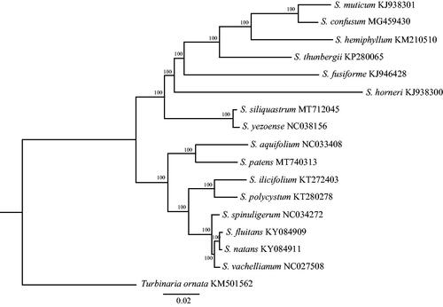 Figure 1. Maximum-likelihood phylogenetic tree based on S. patens and 16 other mitochondrial genomes of Sargassaceae family in the NCBI.