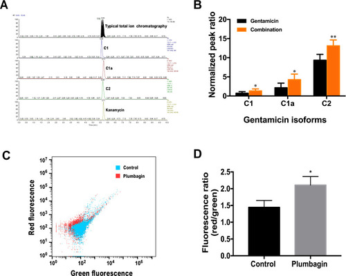 Figure 2 Effects of plumbagin on gentamicin uptake and membrane potential of CRKp. (A) LC-MS/MS chromatograms for gentamicin C-complex and internal standard kanamycin in CRKp. (B) Relative amount of intracellular gentamicin isoforms of gentamicin monotherapy (gentamicin 16 μg/mL) and combination therapy (plumbagin 100 μM and gentamicin 16 μg/mL). (C) Analysis of membrane potential using red and green fluorescence parameters. Blue, untreated control group. Red, plumbagin-treated group. (D) Quantification of membrane potential. Red/green ratios were calculated using population mean intensities of the CRKp incubated in the presence or absence of plumbagin. Results are displayed as mean±SEM. *P<0.05, **P<0.01.