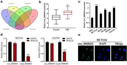 Figure 1. Circ_0068464 expressions in colorectal cancer tissues and cells. (a) GEO database and the intersection of DNA arrays were utilized to explore CRC-related circRNA; (b–c) QRT-PCR was applied to determine circ_0068464 expression in CRC tissues (b), ** P < 0.01 vs. Normal group) and in CRC cell line (C, *P < 0.05 vs. FHC group); (d) RNaseR digestion was used to verify the ring structure of circ_0068464 in HCT116 and LS174T cells, ***P < 0.001 vs. Mock group; (e) FISH experiments were performed to detect the subcellular localization of circ_0068464.